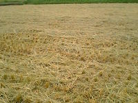 マルチ用 2007/09/25 09:13:42