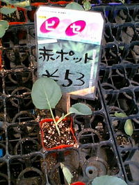新たに