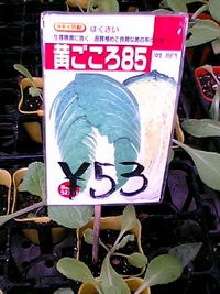 新たに