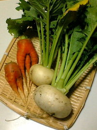 畑の様子 2007/12/05 21:36:11