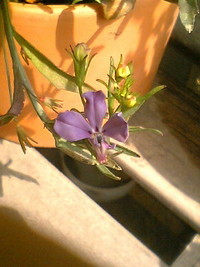 花が咲きました♪ 2008/03/28 10:57:56