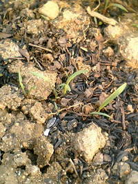 最近の畑　NO.2 2008/03/31 14:35:35