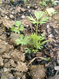 草取り日和 2008/04/11 19:56:06