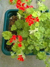 開花　NO.2 2008/04/21 13:10:29