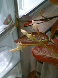 珍しい花 2008/05/10 22:29:18