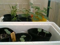 次の野菜苗 2008/05/31 17:20:13