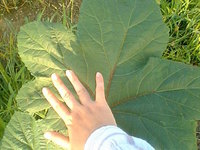 でかっ！！ 2008/08/07 10:41:46