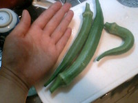 オクラ 2008/09/02 20:55:35
