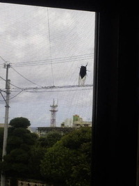 おうちの網戸に・・・っ！！ 2010/07/29 13:00:52