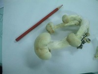 デカっ！！きのこ。 2010/08/02 23:58:00