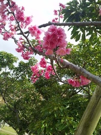 ひと足先に・・・。 2010/01/26 12:40:16