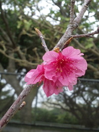サクラサク。 2011/02/05 15:19:39