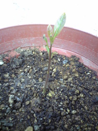アボカド君２号。 2009/06/10 19:20:00