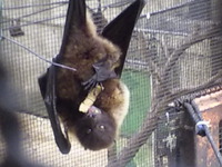 カメラ目線のコウモリ。 2009/09/23 21:27:00