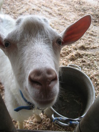 登又農園「どうぶつえん」の動物。その１。 2009/07/16 21:26:00