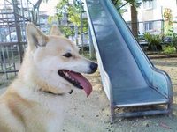 水溜まりの朝