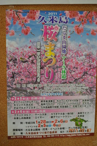 第１回　久米島　桜祭り 2011/02/08 08:46:07