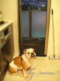 自家製オイルサーディンッ♪ 2011/09/23 01:00:02