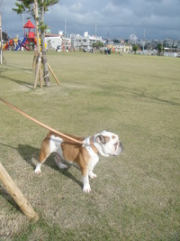 ブログオフ会とヤタローとお散歩ッ♪ 2011/10/31 01:14:14
