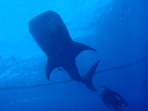 沖縄の青の洞窟