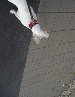 最中の最中