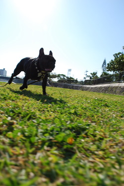 はぐれパグ純情系