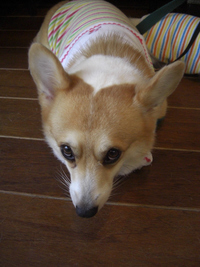 きょうもわんこ 2007/08/12 22:31:33