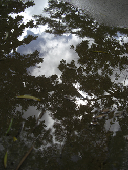 雨のち晴れ時々ボブ