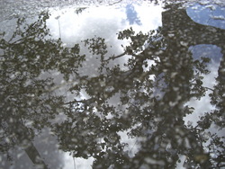 雨のち晴れ時々ボブ