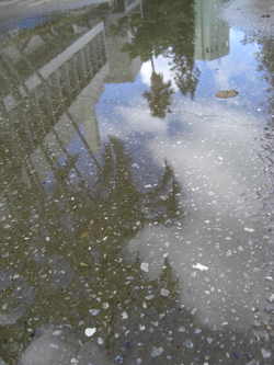 雨のち晴れ時々ボブ