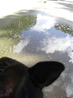 雨のち晴れ時々ボブ