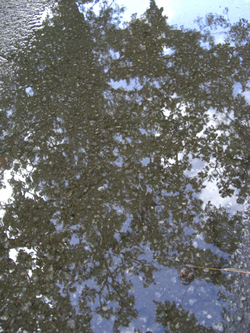 雨のち晴れ時々ボブ