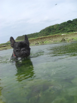 ソーダに浮かんだアイスクリーム