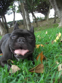 子犬でも飼おうか？ 2008/06/08 16:21:52
