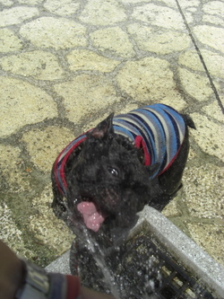 チャレンジボブ！