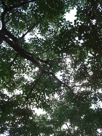 自問微答（甘さひかえめ） 2008/12/11 21:58:13
