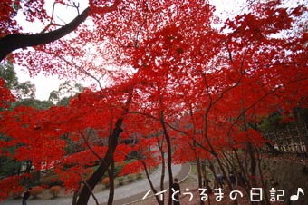 赤紅葉