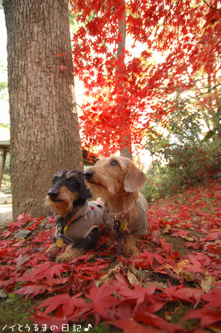 赤紅葉