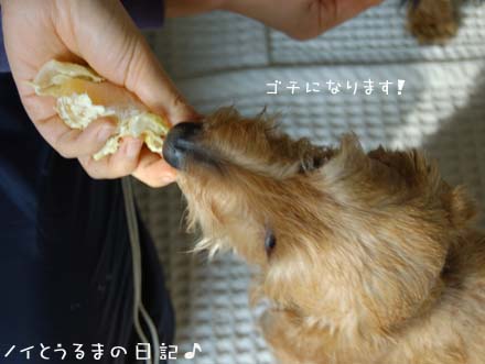 無茶茶園の伊予柑