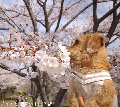 花見散歩