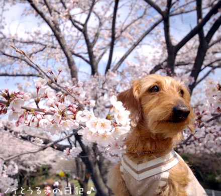 花見散歩