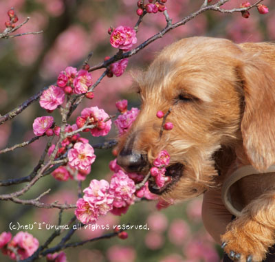 梅食い犬