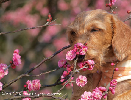 梅食い犬