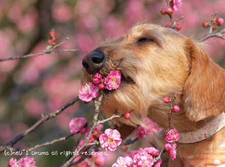 梅食い犬