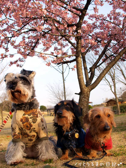 河津桜の木の下で