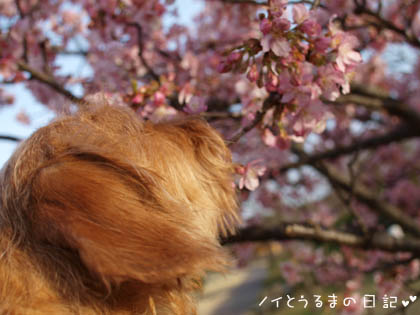 河津桜の木の下で