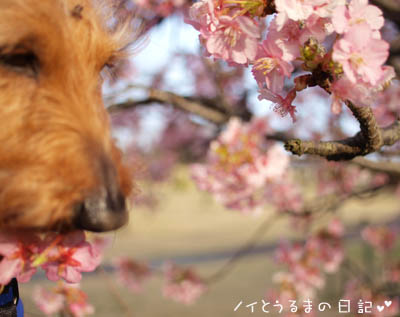 河津桜の木の下で