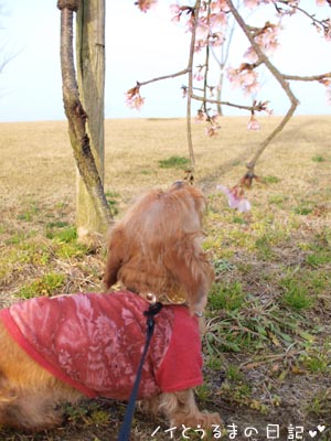 河津桜の木の下で