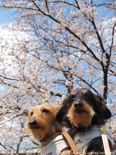 桜見散歩♪