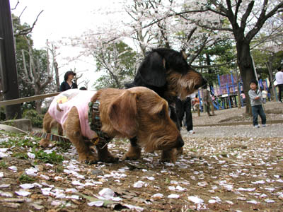 美しが丘公園